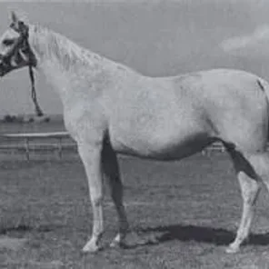 EL-ZABIBE
