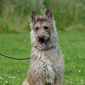 Belgian Shepherd (Laekenois)