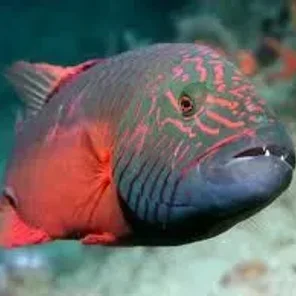 Wrasse
