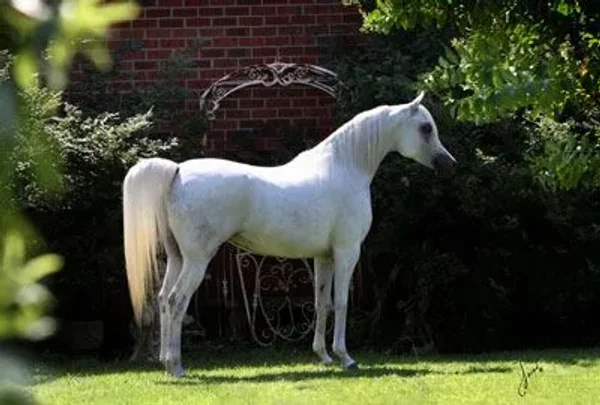 MISSMARWAN