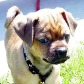 Muggin (Designer Dog)