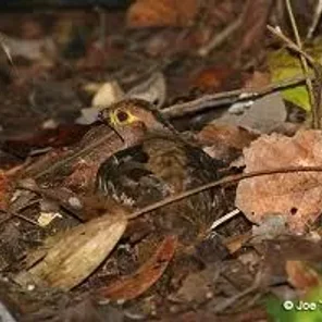 Starred Wood Quail