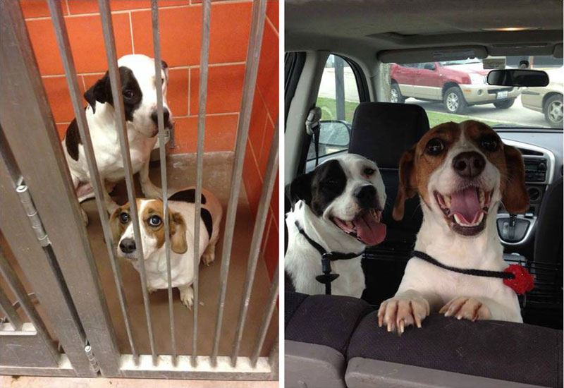 Questions to ask before adopting a pet