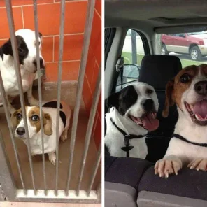 Questions to ask before adopting a pet
