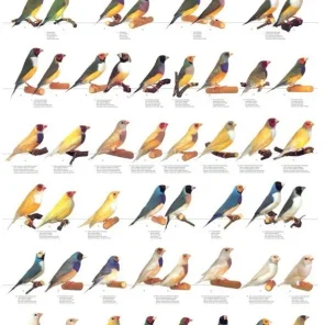 Easy Pet Bird and Parrot Characteristics
