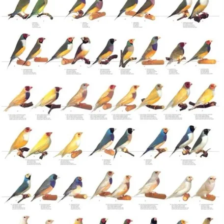 Types of Birds you can own and some of their qualities