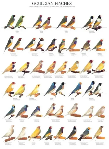 Types of Birds you can own and some of their qualities