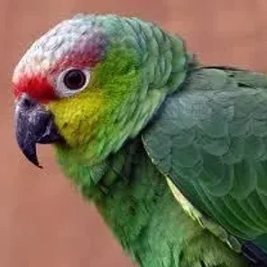 Lilacine Amazon