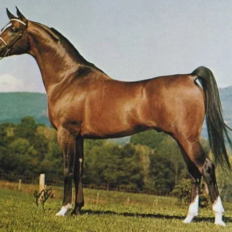 *PERKAL+++