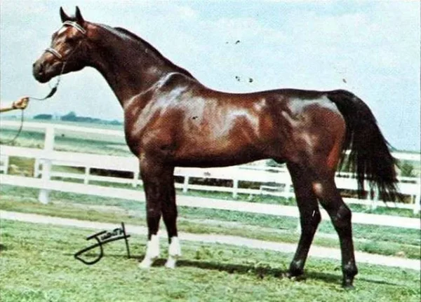 SIR GAZON
