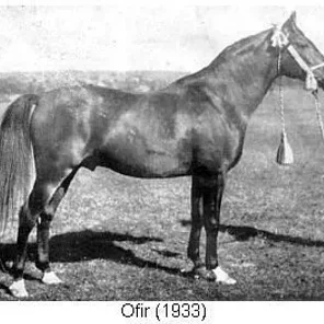 Ofir