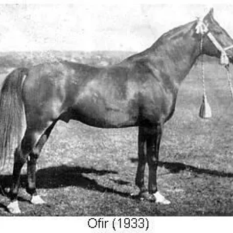 Ofir