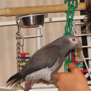 Peep Peep