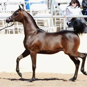 Scottsdale 2012