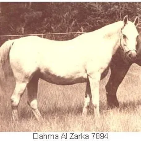 Dahma Al Zarka