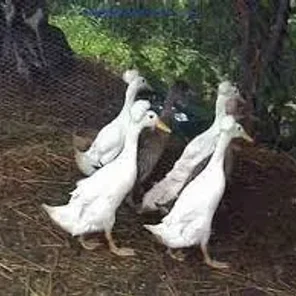 Bali Duck