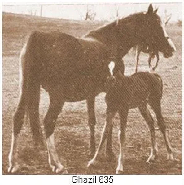 Ghazil