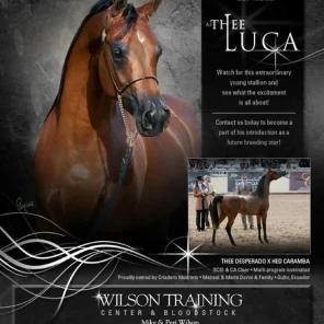 AJ Thee Luca