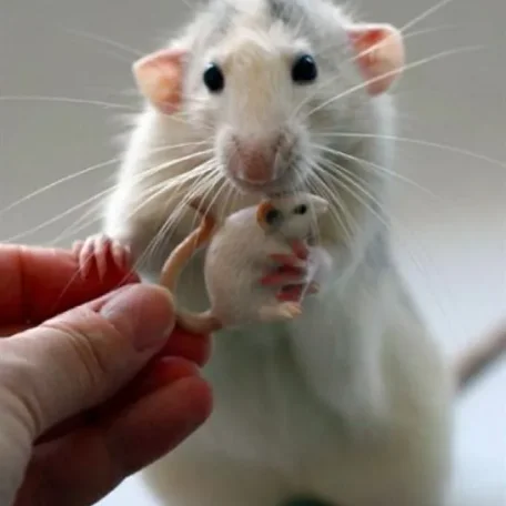 Some More Dalmatian Rats!