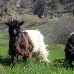 Valais Blackneck