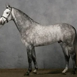 Anglo-Arabian