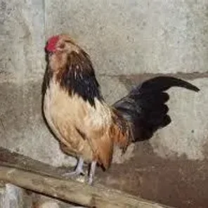 Watermael Bantam