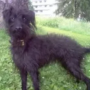 Pootalian (Designer Dog)