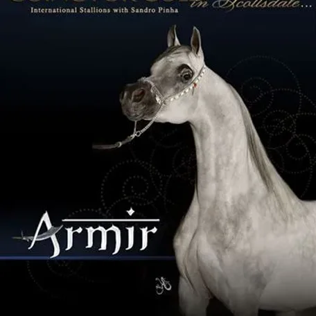Armir proudly owned by Acevedo Arabians.