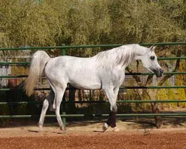 White Silkk