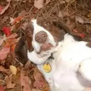 Spreagle (Designer Dog)