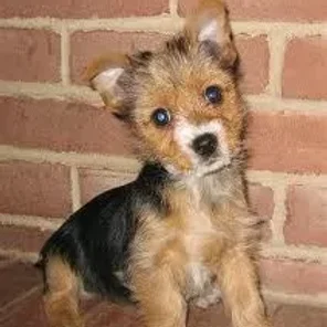 Torkie (Designer Dog)