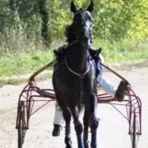 Russian Trotter