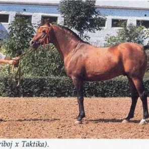 Topol