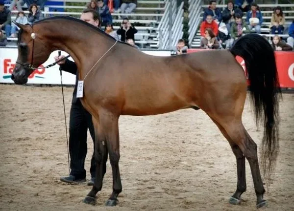 RaeKen Arabians-RaNae Bangerter