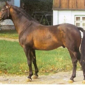 Donauwind