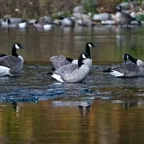 Goose