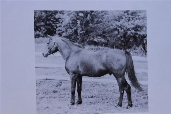 Sauwid (Raseyn x Incoronata) bay stallion, foaled November 11, 1941bred by W.K. Kellogg Institute