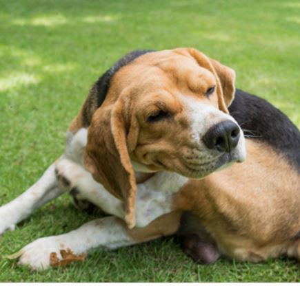 Why is Your Dog Scratching Excessively