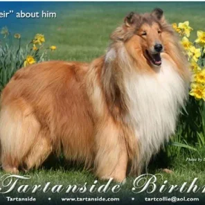 Ch Tartanside Birthright
