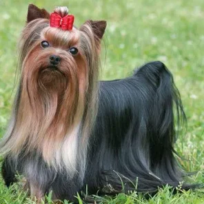 Yorkshire Terrier - #6 Favorite Breed