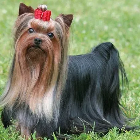 Glamorous but feisty, the Yorkshire Terrier has a vivacious spirit and a loving heart.