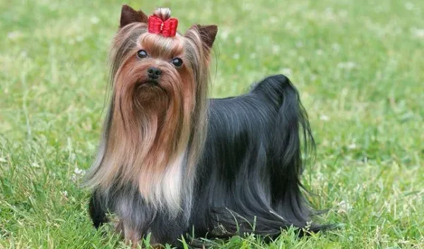 Glamorous but feisty, the Yorkshire Terrier has a vivacious spirit and a loving heart.