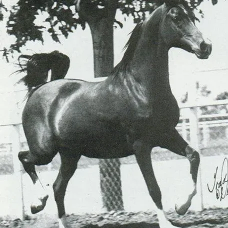 MAGNOLIA (Arax x Mammona by Ofir) ~ Dam of Marsianin, Mag, Mig, Muslin, Magnit, Malaga, Muzza, Mimika, Myminka & Magnificent