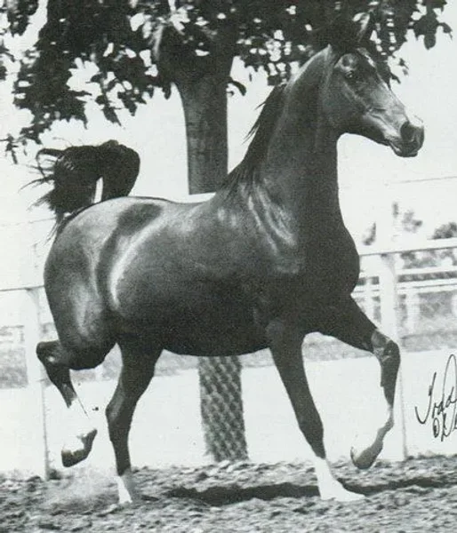 MAGNOLIA (Arax x Mammona by Ofir) ~ Dam of Marsianin, Mag, Mig, Muslin, Magnit, Malaga, Muzza, Mimika, Myminka & Magnificent