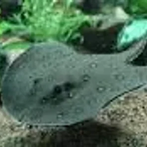 Stingray