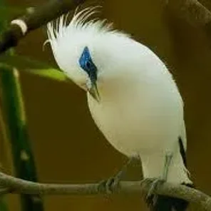 Bali Myna