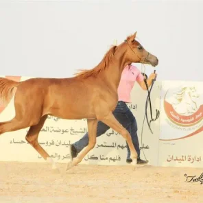 our great 2012 colt Jelmoud Al Moawd by MPA Juilani