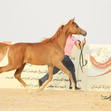 our great 2012 colt Jelmoud Al Moawd by MPA Juilani