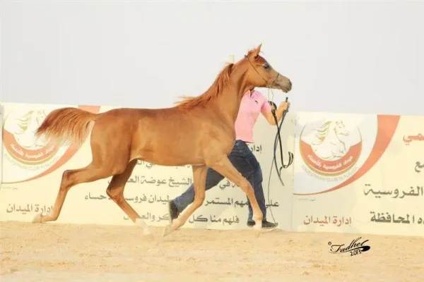 our great 2012 colt Jelmoud Al Moawd by MPA Juilani