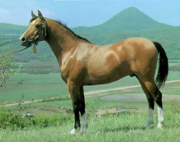 NABEG